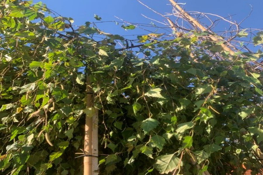 Береза повислая Юнги(Betula pendula Youngii)